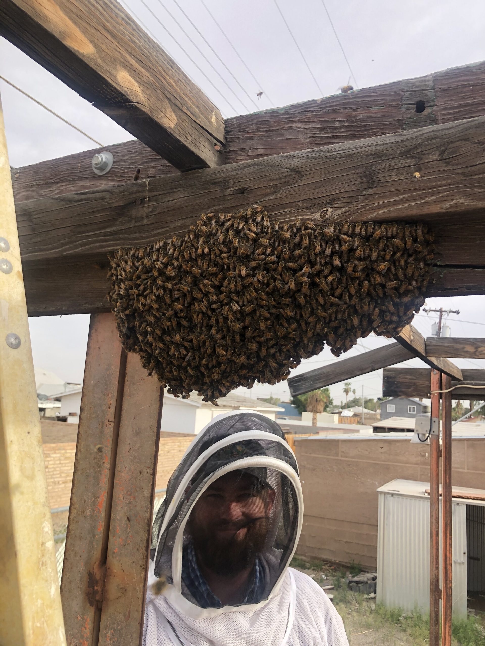 Contrôle des insectes: extermination abeille et gestion des espèces invasives
