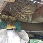 Effective Strategies for Bee Extermination and Invasive Species Management