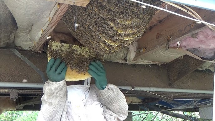 Protecting Our Pollinators: How Experts Manage Bee Extermination Responsibly