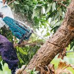The Best Time of Year for Tree Removal Services
