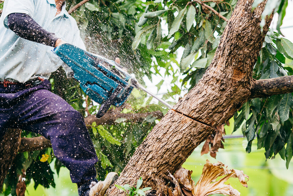 The Best Time of Year for Tree Removal Services