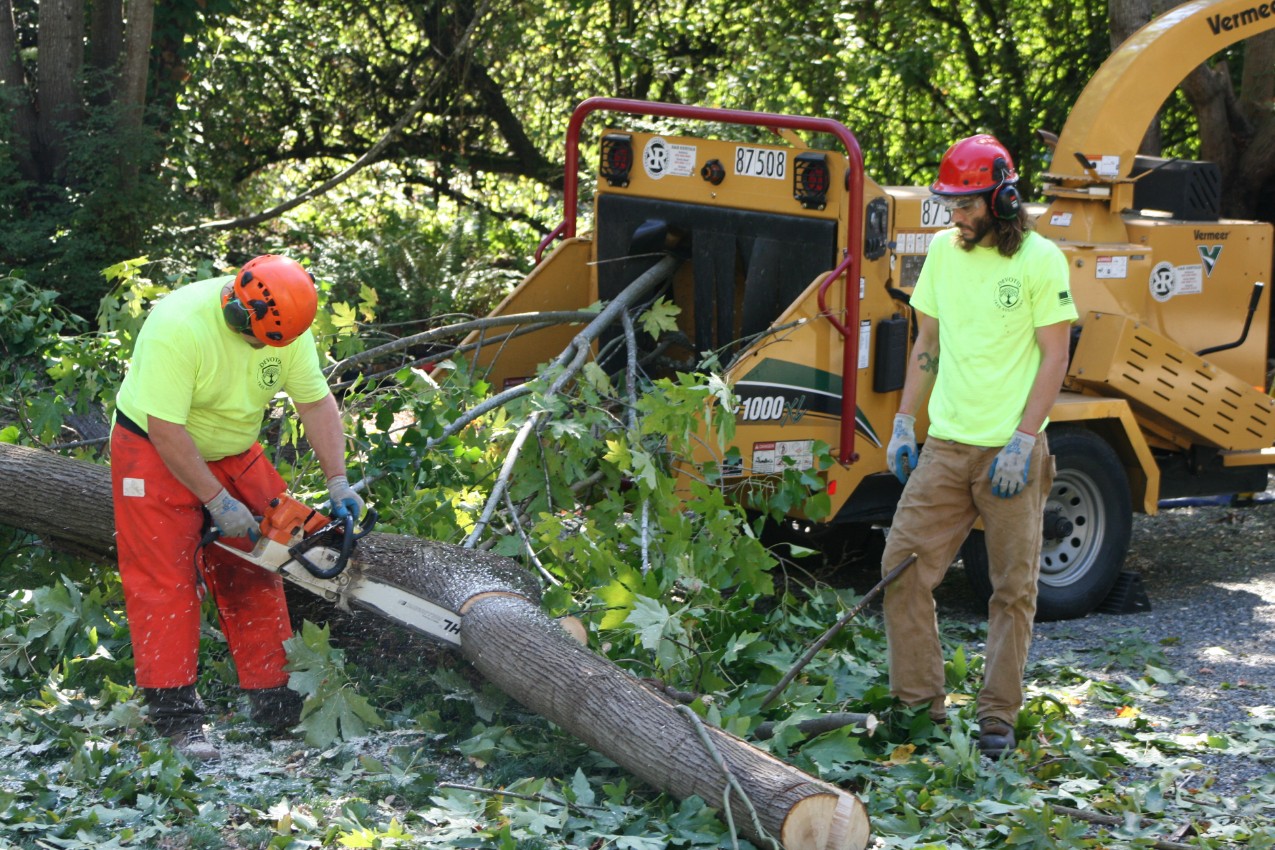 https://poncetreeservices.com/when-is-the-time-to-trim-trees-in-fort-worth/
