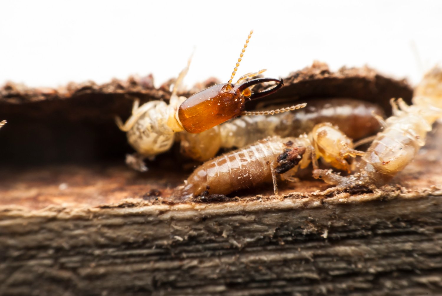 Termite Extermination for Commercial Spaces: Protecting Your Investment