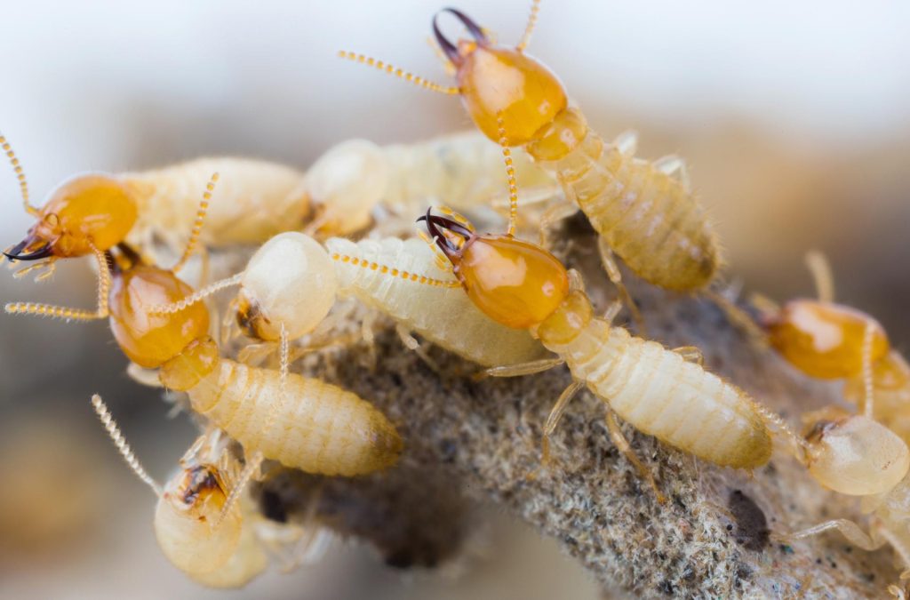 Termite Extermination for Commercial Spaces: Protecting Your Investment