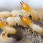 Termite Extermination for Commercial Spaces: Protecting Your Investment