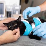 Pet Emergency