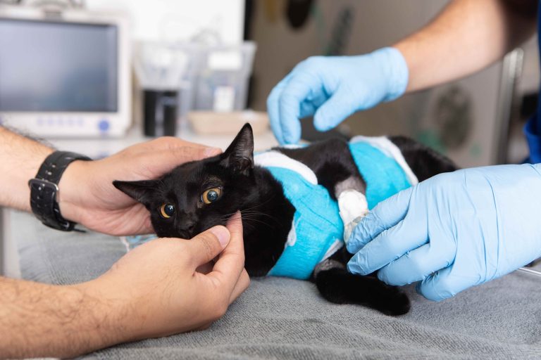 Pet Emergency