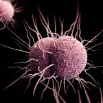 Gut health
