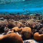 coral reef restoration efforts