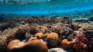 coral reef restoration efforts