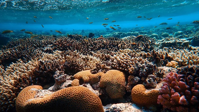 coral reef restoration efforts
