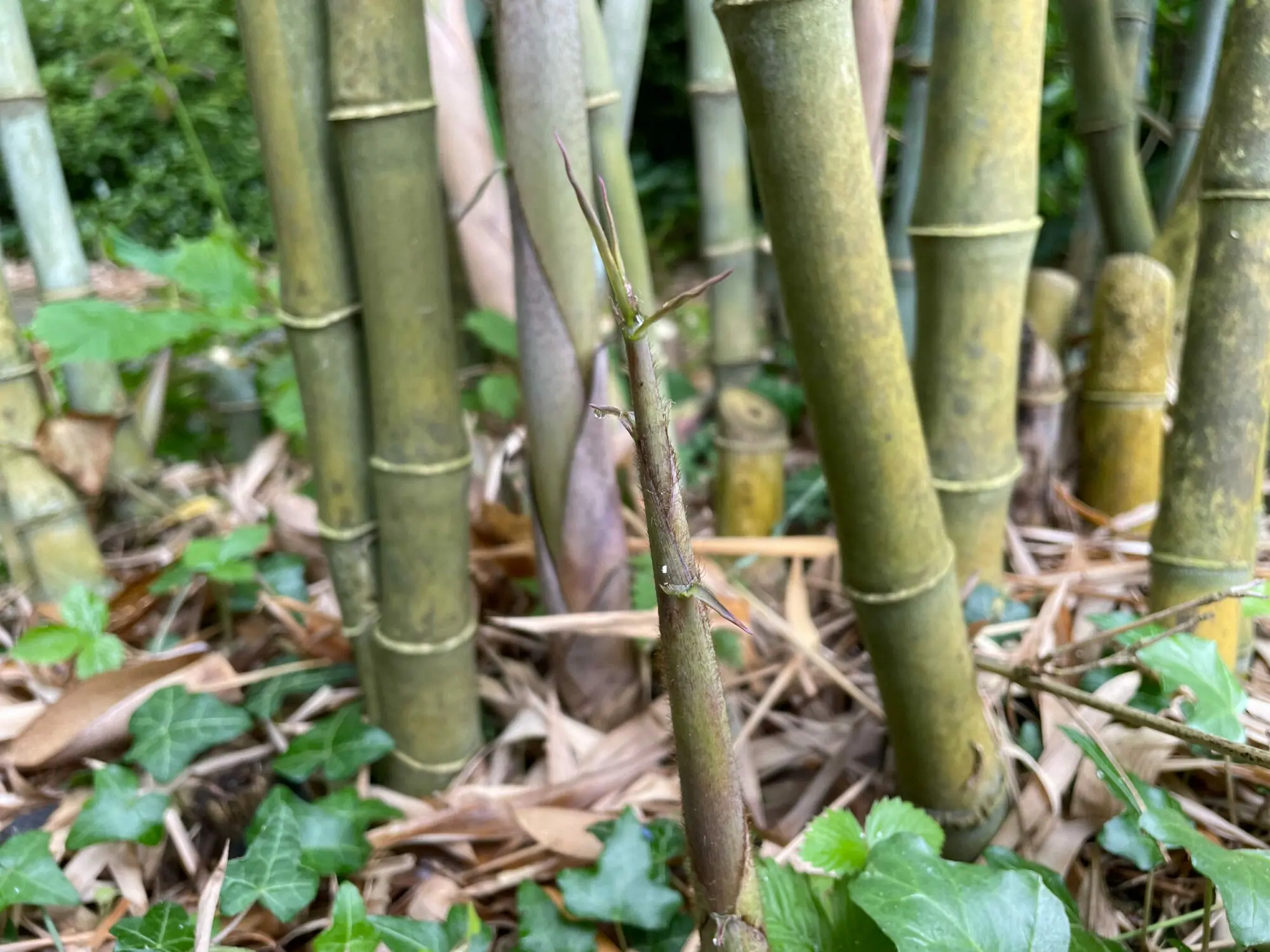 Scavo Solutions bamboo remediation
