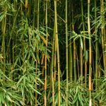 Scavo Solutions bamboo management