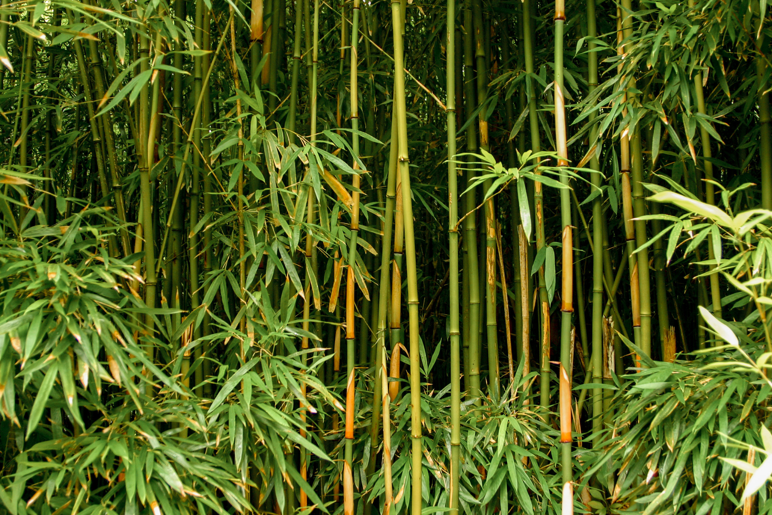 Scavo Solutions bamboo management