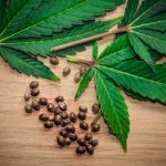Emerging Legal Frameworks Impacting Distribution and Accessibility of Cannabis Seeds