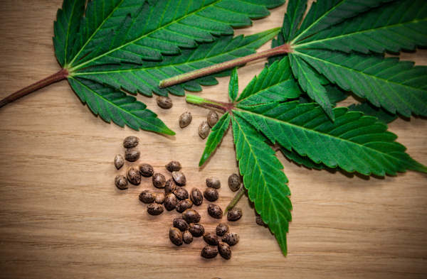 Emerging Legal Frameworks Impacting Distribution and Accessibility of Cannabis Seeds