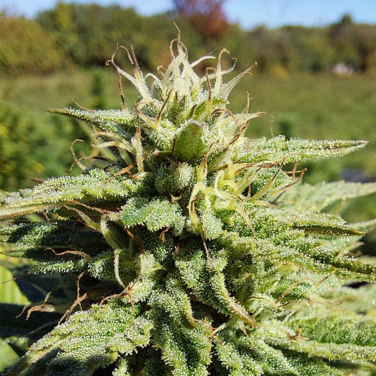 cbd flower