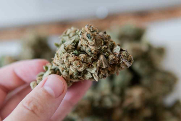 https://freshbros.com/thca-flower-tacoma-wa/