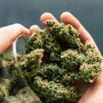 https://freshbros.com/thca-flower-tacoma-wa/