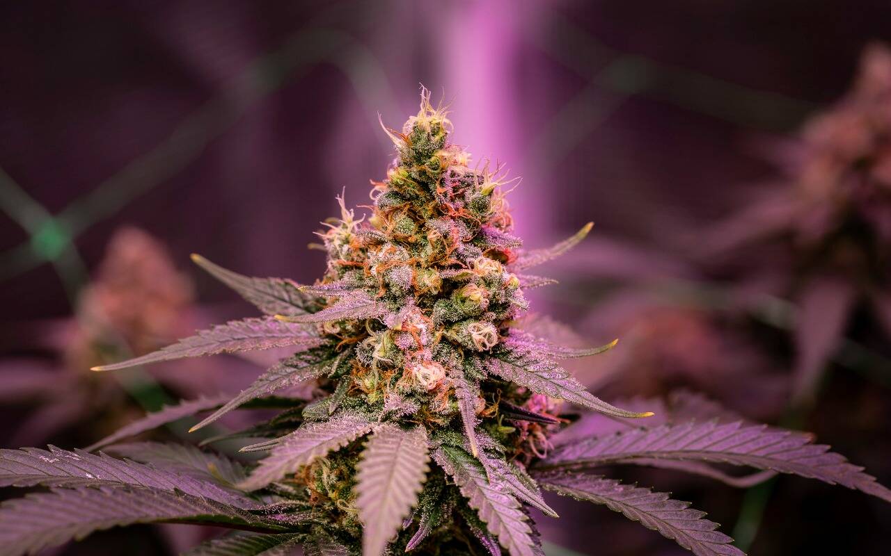 THCA Strains